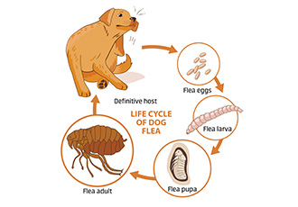 Pest Control Eugene - Flea Cycle