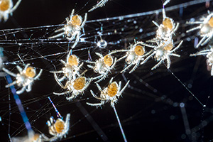 Eugene Spider Control - Social Structure