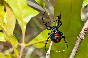 Eugene Spider Control - Black Widow Spider