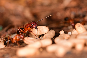 Eugene Carpenter Ants Control - Nesting