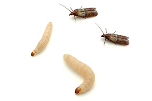 Eugene Moth Control Company - Indian Meal Moth Larvae
