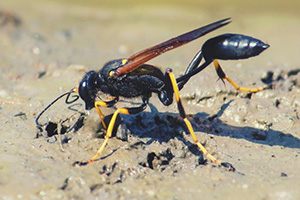 Eugene Wasp Control - Mud Dauber Wasp