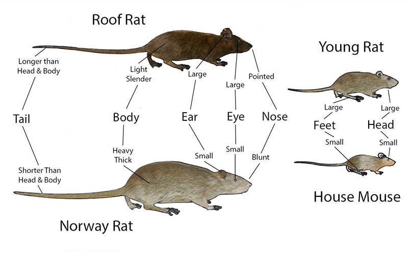 Eugene Rat Control - Identification