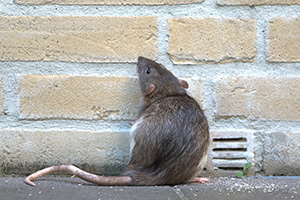 Eugene Rat Control - Home Infiltration