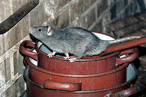 Eugene Rat Control - Diseases