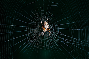 Eugene Spider Control - Arachnophobia