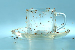 Eugene Sugar Ant Control - on glass cup