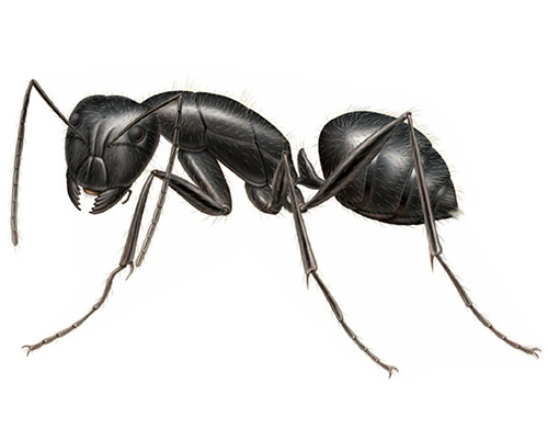 Eugene Carpenter Ant Control