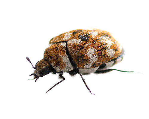 My Battle With Carpet Beetles: A Personal Journey - Carpet