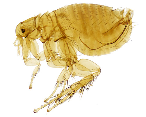 Eugene Flea Control - flea exterminators