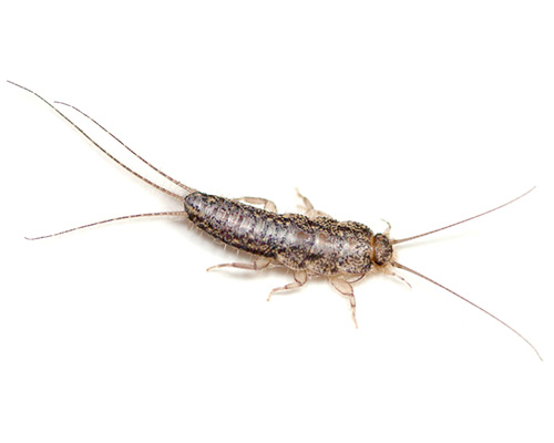 Eugene Silverfish Control