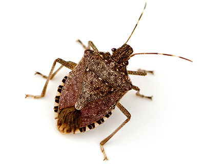 Eugene Stink Bug Control