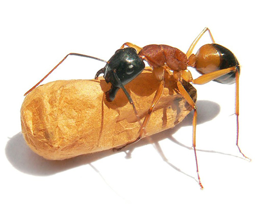 Eugene Sugar Ant Control