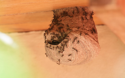 MERLE'S PEST CONTROL Eugene - Wasp Nest