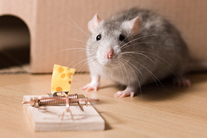 Eugene Mice Control Company Mouse Trap