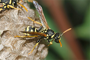 Eugene Wasp Control - European Paper Wasp