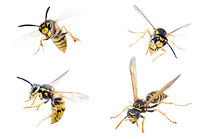 Eugene Wasp Control - Yellow Jackets
