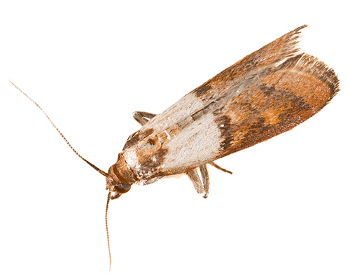 Eugene Moth Control Company - moths